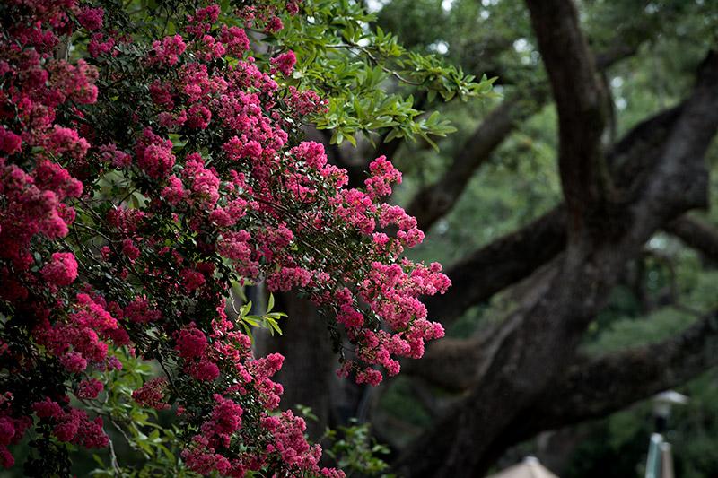 Crape myrtles and live oaks add color and pattern to the landscape along Newcomb Circle.
