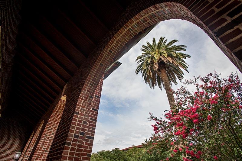 Stately palm towers above Warren House residence hall.