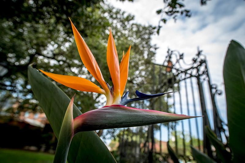 Bird-of-paradise flowers are popping up all over campus.