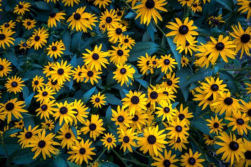 Black-eyed Susans spread smiles across the uptown campus.