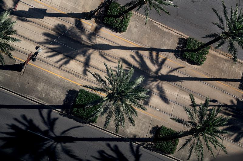 Palm trees and their shadows create a tropical pattern in downtown New Orleans.