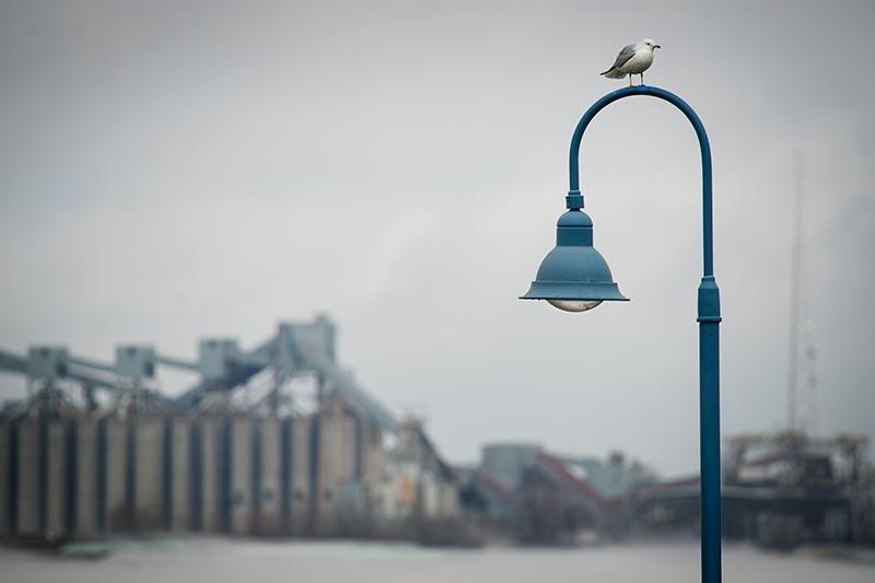 A seagull watches over The Fly from its perch near the river.
