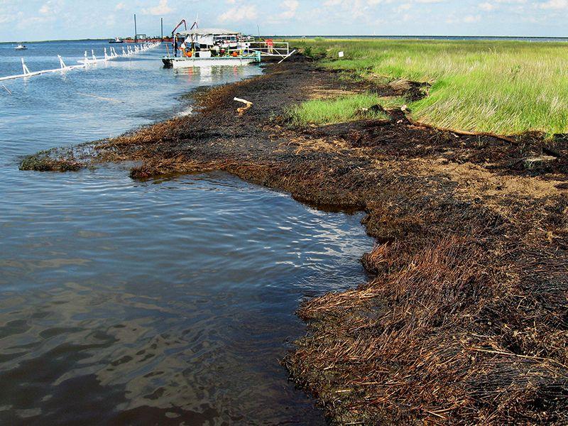 Marsh grasses on the Louisiana coastline
