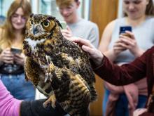 Hamy, a great horned owl, is petted by a guest.