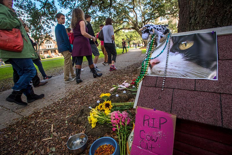 Beloved campus cat will live forever in memory.