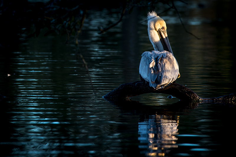 Once endangered, brown pelicans now flourish near local waterways.