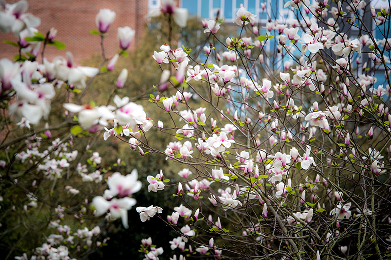 Japanese magnolias can be spotted all over the uptown campus.