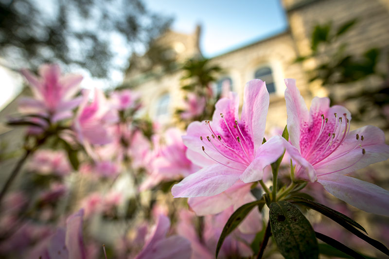 Indica azaleas, in full bloom thanks to an early spring, have the uptown campus awash in shades of pink and magenta.