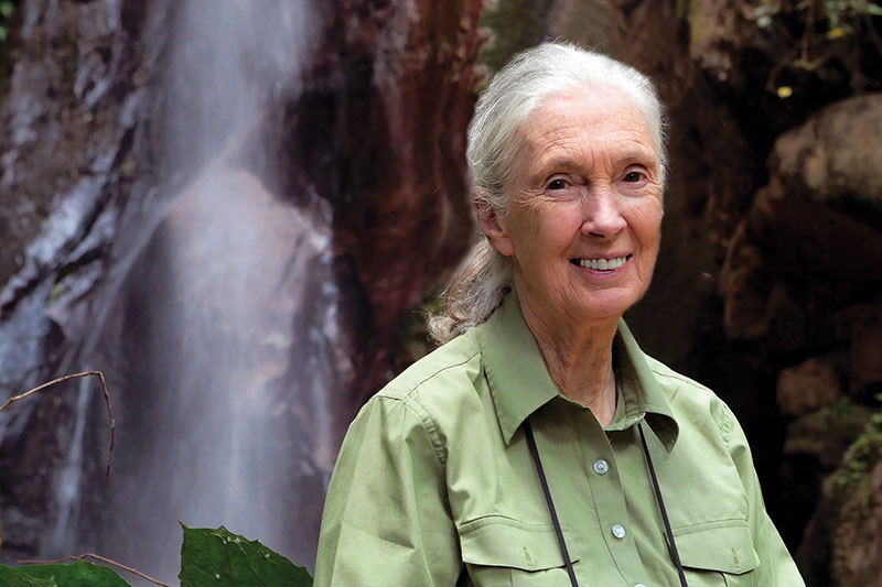 Famed conservationist Jane Goodall to appear at Tulane