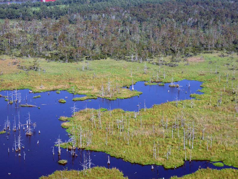 Louisiana wetlands struggling with sea-level rise four times the global average