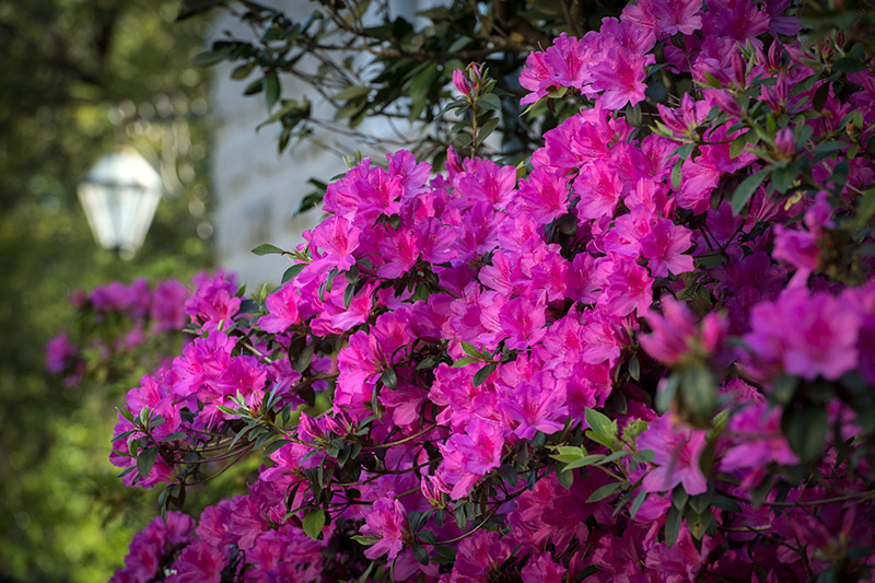 Azaleas add an annual punch of color to the uptown campus.