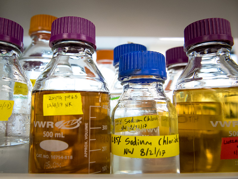 A collection of liquids make for an interesting still life the lab of Nicholas Sandoval. 