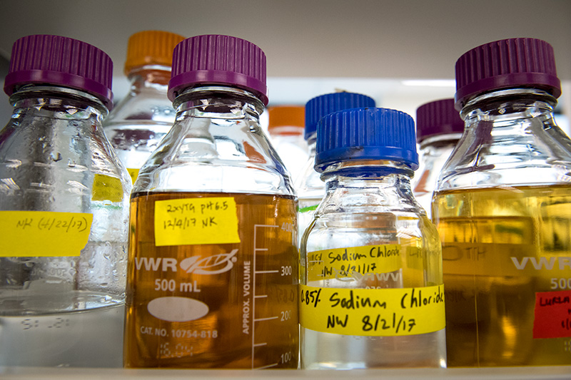 A collection of liquids make for an interesting still life the lab of Nicholas Sandoval. 