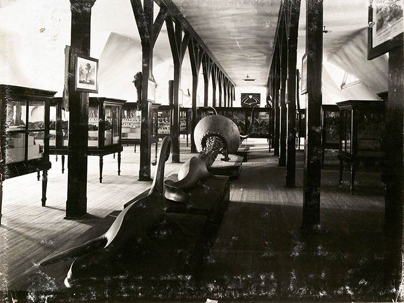 The original Tulane Natural History Museum was home to a vast collection of specimens in the early 1900s.