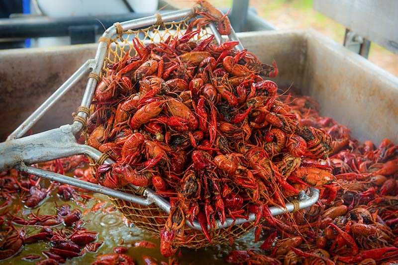 Students, alums and crawfish fans alike flocked to Crawfest over the weekend. 