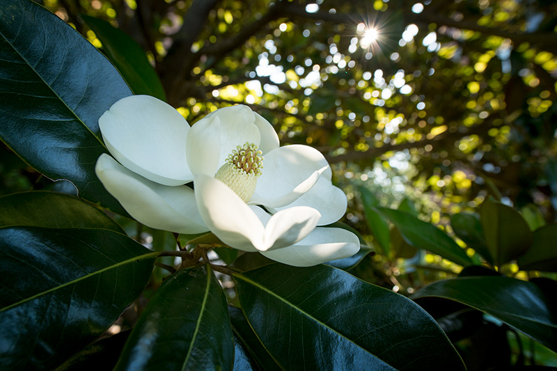 Morning light shines on a Southern magnolia bloom in Audubon Park.