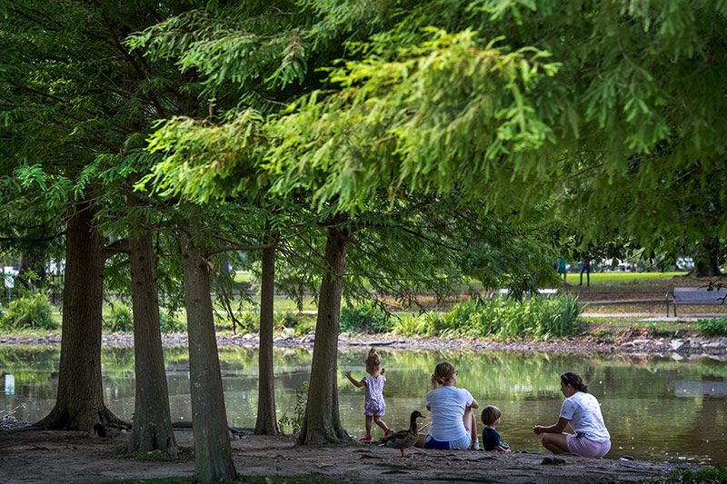 A shady tree is valuable real estate on a sunny day.