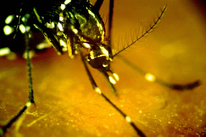 Zika and dengue infections