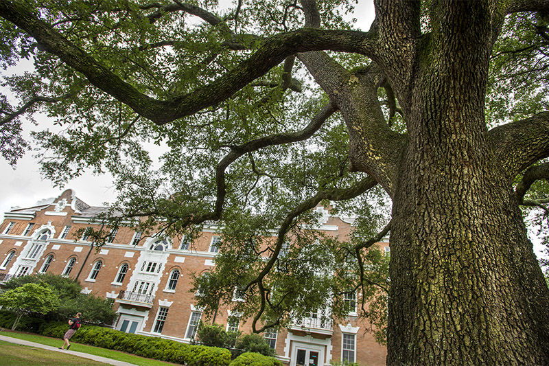 The branches of a live oak frame building nine — most recently the old School of Social Work building — as it undergoes renovations to become Mussafer Hall, which will provide a new combined home for the Academic Advising Center, Career Services and the S
