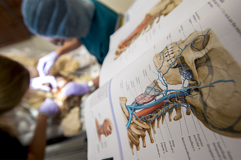 An anatomy textbook is nearby as two students examine a cadaver in a neuroanatomy and central nervous system dissection lab on Thursday (June 23) on the uptown campus.