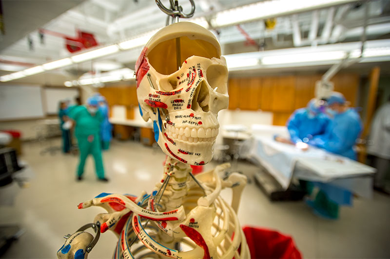 First-year MDMS students get real life experience in surgical procedures.