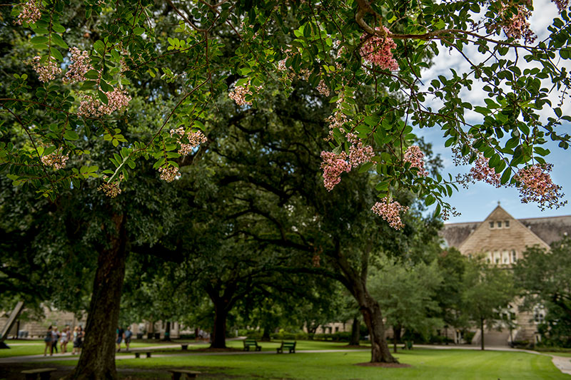Campus crepe myrtle provides shade and a frame of reference.