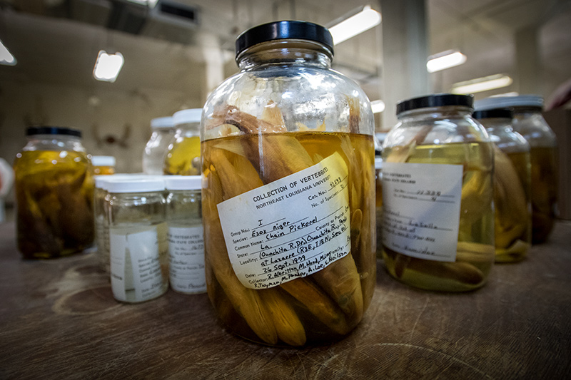 Biodiversity Research Institute Biodiversity Research Institute