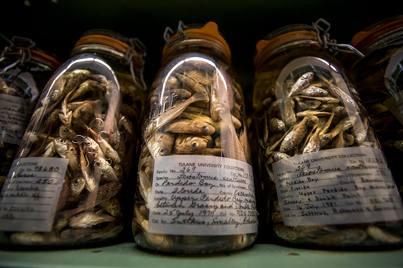 The Royal D. Suttkus fish collection boasts millions of specimens. 