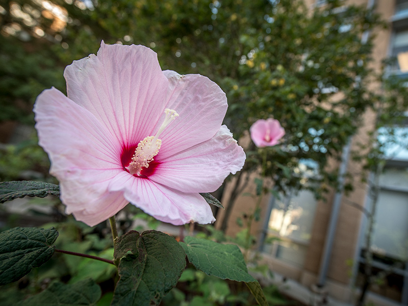 Hibiscus blooms strike a pose in the Louisiana Nature Garden on the uptown campus.