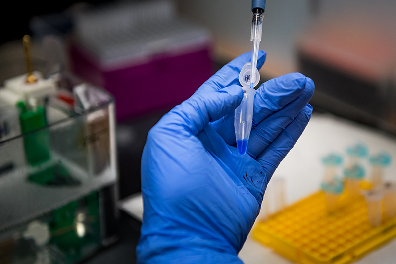 A graduate student in the lab of Stryder Meadows uses a pipette to load protein into a gel.