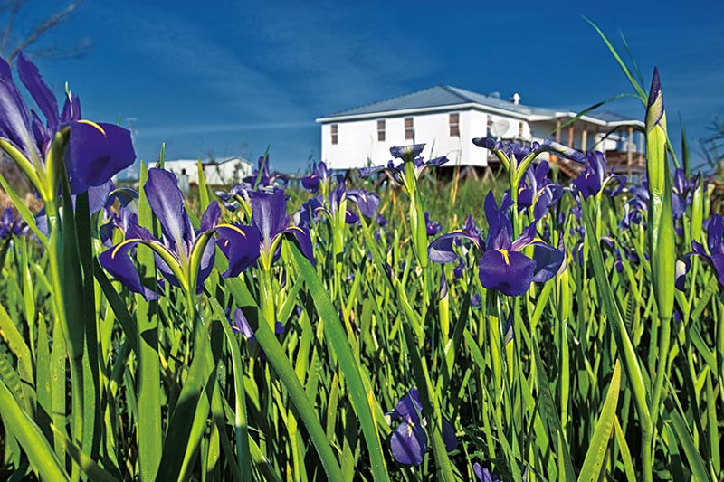 Irises near Pilot Town