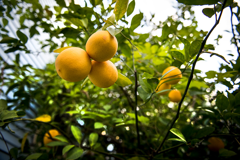 Lemon tree Lemon tree