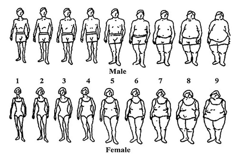 Body type scale