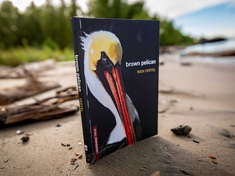 In Brown Pelican, Fertel presents a succinct and highly readable history of the pelican up to the present day and its defense by the Louisiana Coastal Protection Restoration Authority. 