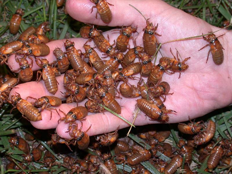 Professor Keith Clay studies cicadas.