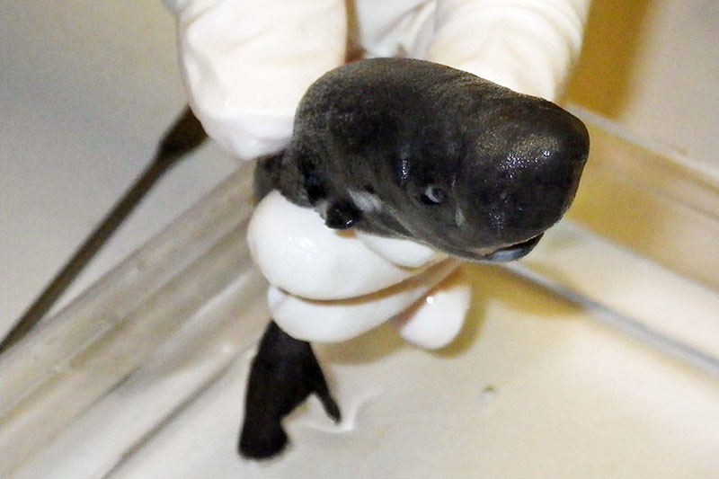 Rare pocket shark found in Gulf of Mexico