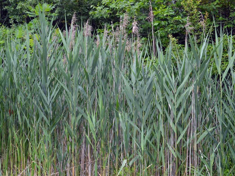 Tulane study on an invasive common reed.