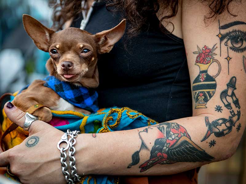Mamá, a three-and-a-half-year-old chihuahua chills in his owner’s lap.