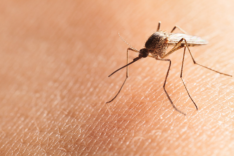 mosquito mosquito