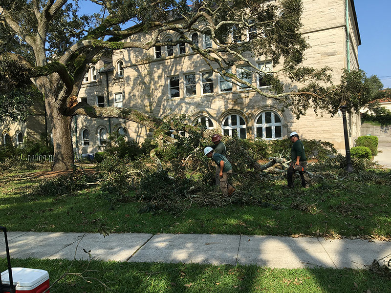 A tree limb on Norman Mayer Hall that was hanging on the building is trimmed.