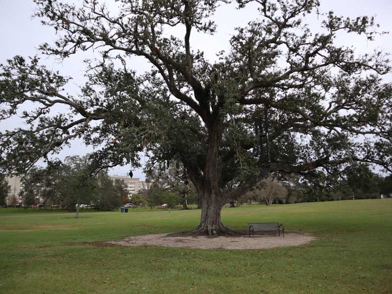 Tulane architecture students work to protect City Park tree