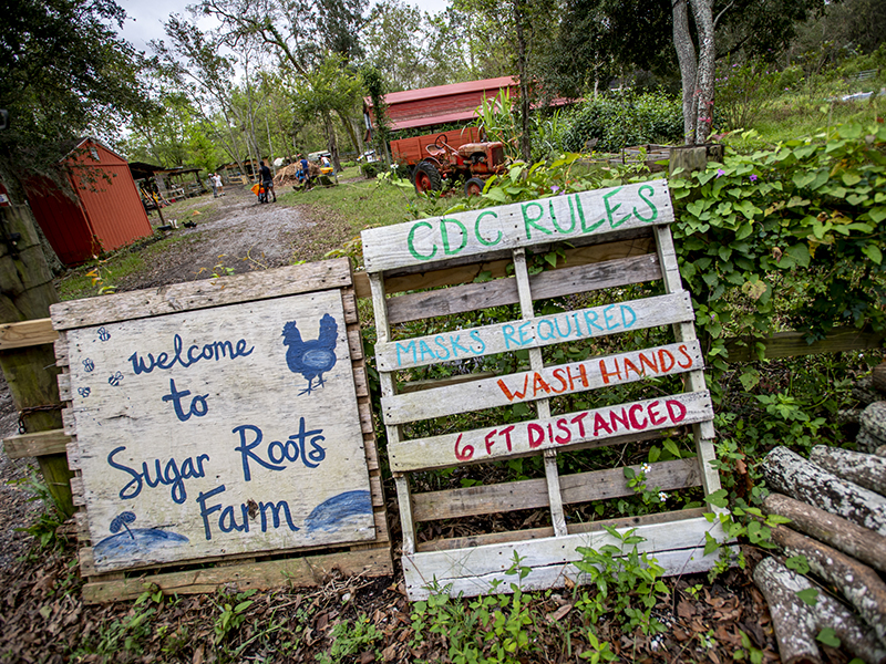 Sugar Roots Farm, located near the Mississippi River in Lower Algiers, teaches and practices intentional land stewardship to ensure that future generations have the skills and resources to grow and eat nourishing, fresh foods.
