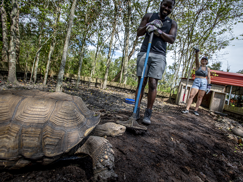 The farm’s resident sulcata tortoise, Turdis (turtle + tortoise) checks on the work performed by Le’Bryant Bell, left and Sofi Perrotta. The students added a fresh layer of compacted mud to a path in the 37-year-old tortoise’s pen.
