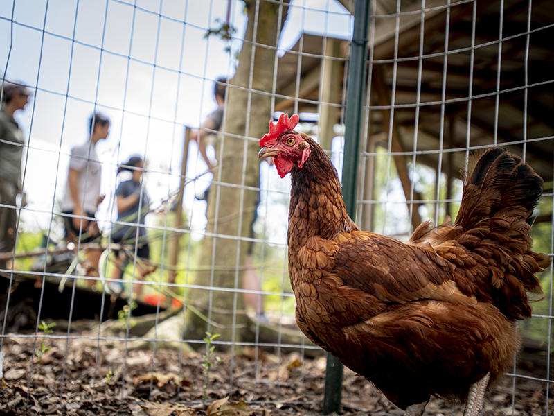 A Rhode Island Red hen seems interested in the students as they survey the damage to a pullet house.