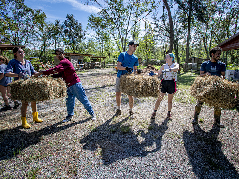 Students pitch in to unload bales of hay delivered during their visit to the farm.