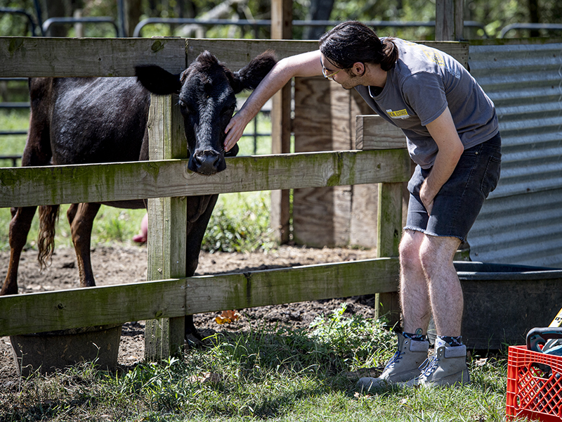 Nicholas George takes a break from work to visit Brittany, the farm’s Jersey-mix cow.