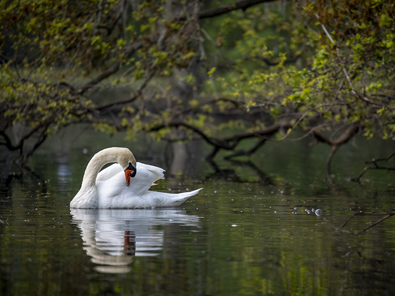 A mute swan strikes a graceful pose in the Audubon Park lagoon near Tulane’s uptown campus. 