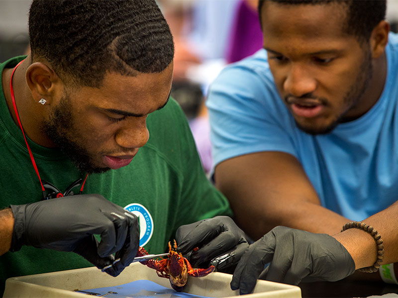 Eric Bowie, left, gently examines the parts a crawfish as Quinlan Carroll looks on. 