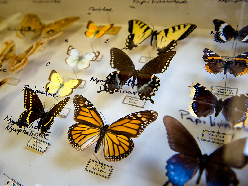 Butterfly specimens are displayed under glass in the Diversity of Life lab on the uptown campus. 