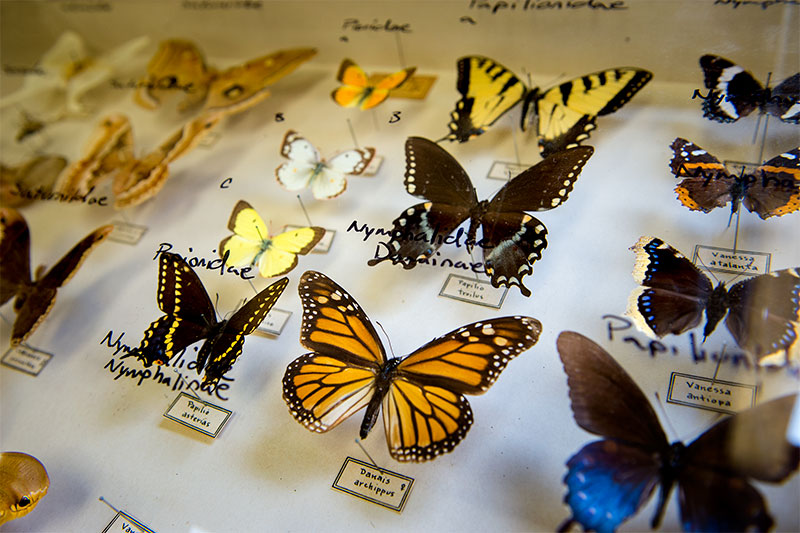 According to an old wives’ tale, the term butterfly is derived from the belief that the insect stole milk and butter. Butterfly specimens are displayed under glass in the Diversity of Life lab on the uptown campus.